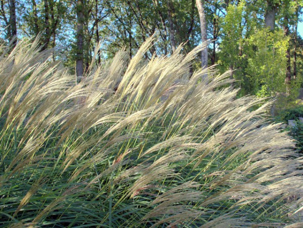 Miscanthus sinensis 'Hermann Müssel'