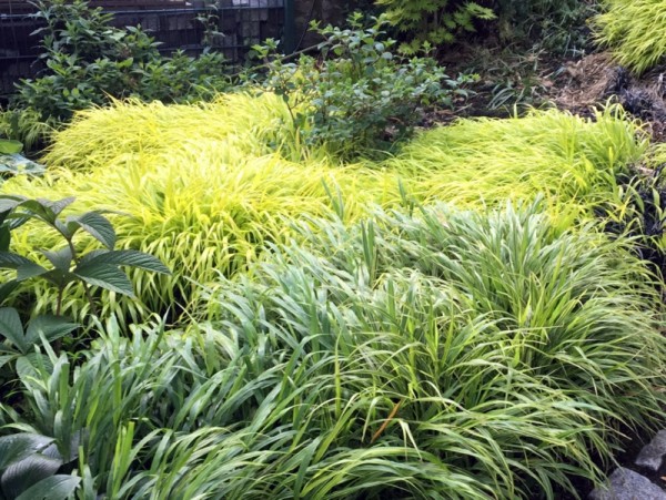 Hakonechloa macra 'All Gold' 