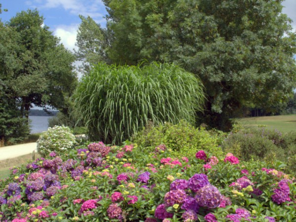 Miscanthus 'Giganteus'