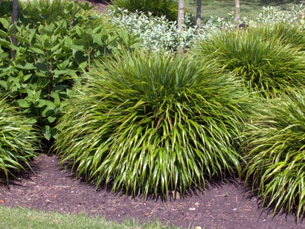 Hakonechloa macra 'Greenhills'