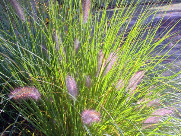 Lampenputzergras Pennisetum 'Little Bunny'