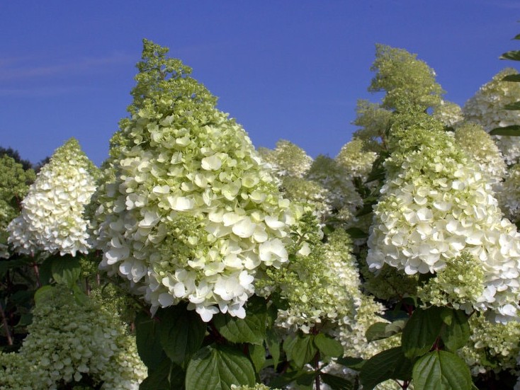 Magical kilimanjaro гортензия метельчатая описание и фото Hydrangea paniculata 'Magical Moonlight ®'