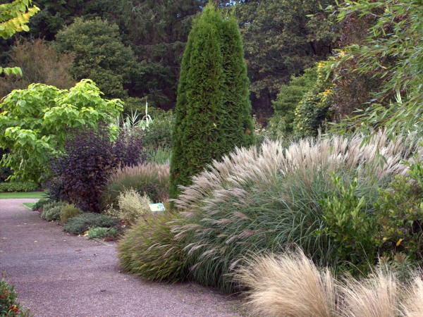 Miscanthus sinensis 'Yakushimanum Dwarf'