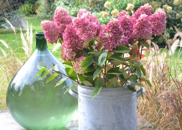 Hydrangea paniculata Redlight