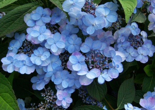 Hydrangea serrata Summr Glow