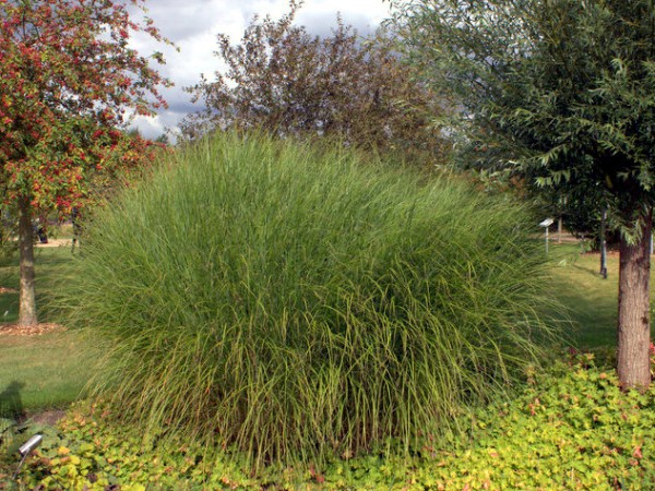 Miscanthus sinensis 'Gracillimus'