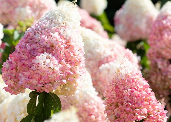 Hortensien Living Strawberry Blossom 