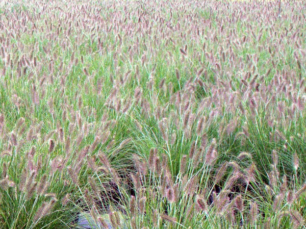 Pennisetum alopecuroides 'Hameln'