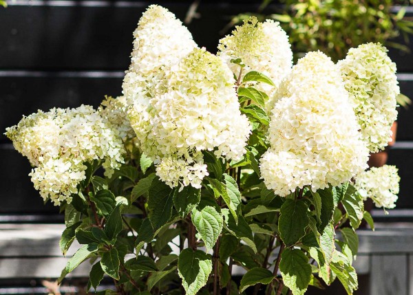 Rispenhortensie 'Living Sugar Rush®'